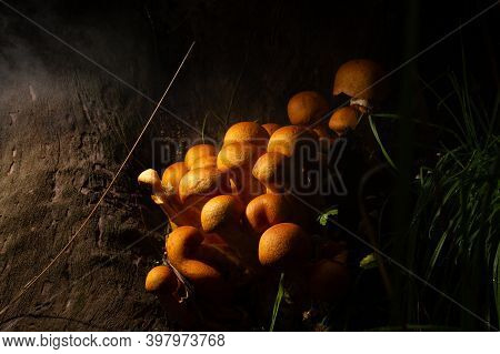 Toxic Mushrooms Inside A Cave In The Forest With Side Lighting