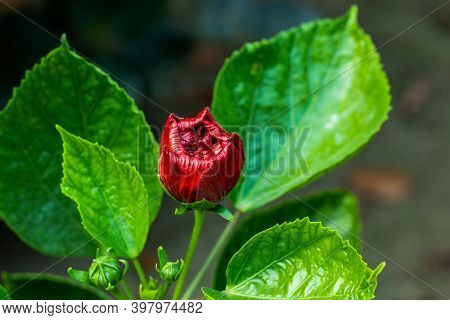 Deep Blood Red Big Joba Flower Or Hibiscus Rosa-sinensis