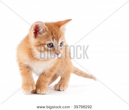 Cute kitten playing on white
