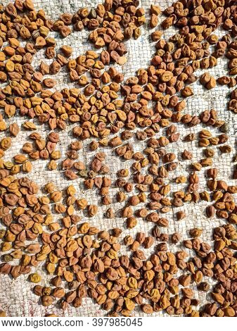 The Chickpea Is An Annual Legume Of The Family Fabaceae, Subfamily Faboideae. Chickpea Seeds Are Hig