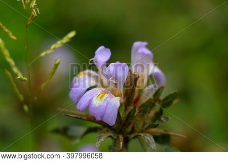 Light Pink Color Marsh Barbel Or Hygrophila Auriculata Flower