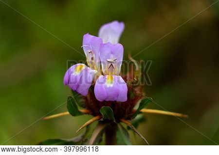 Light Pink Color Marsh Barbel Or Hygrophila Auriculata Flower
