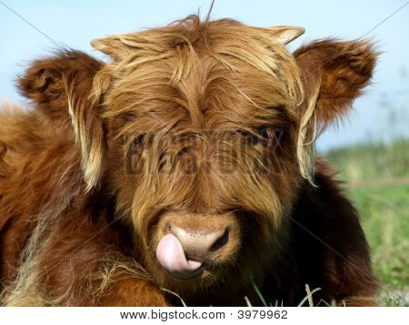 Giovane Highlander