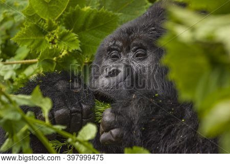 Relaxing Guhonda Silverback Gorilla Full Size Portrait