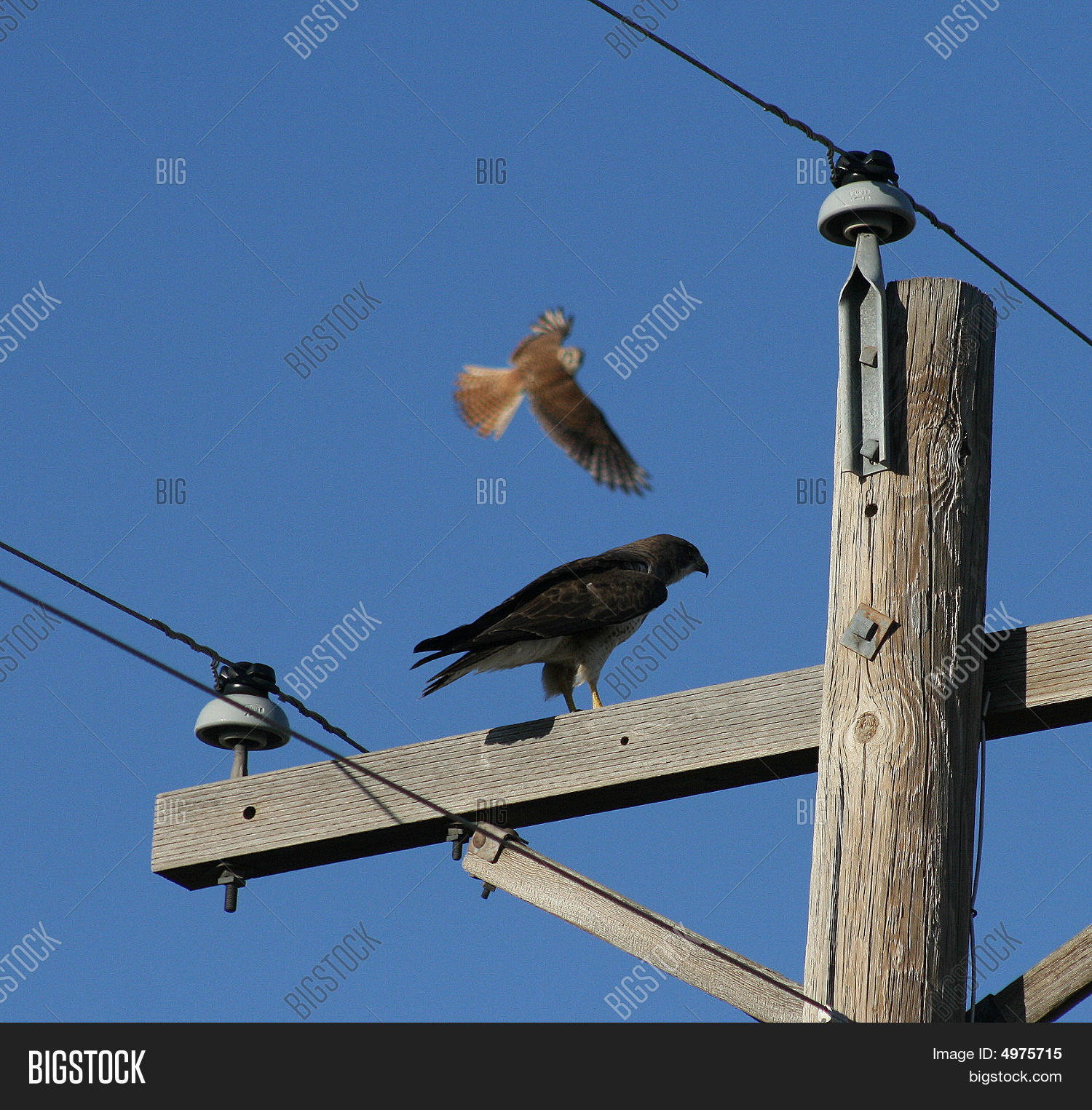 Owl Attacking Hawk Image & Photo (Free Trial) Bigstock