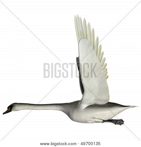 Swan Wings Up