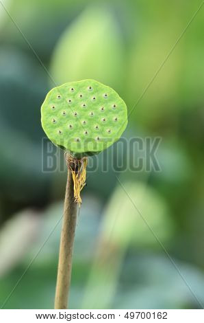 Lotus Seedpod