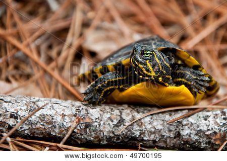 A Yellow-bellied Slider