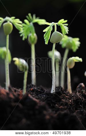 Young plant