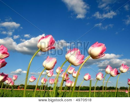 Tulipani nel vento