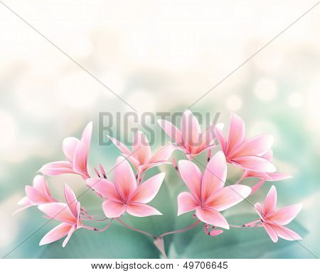 Plumeria Rubra Flower On Bokeh Background