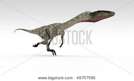Coelophysis isoliert