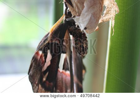 giant atlas moth