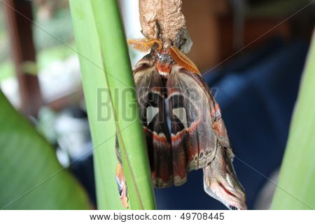 giant atlas moth