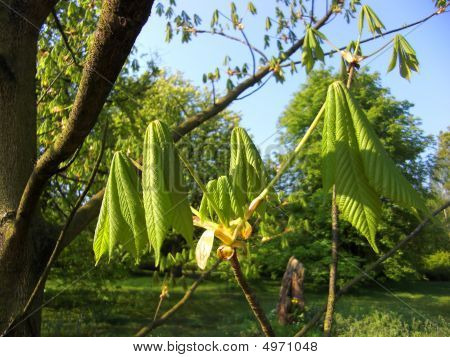 Aesculus Hippocastanum