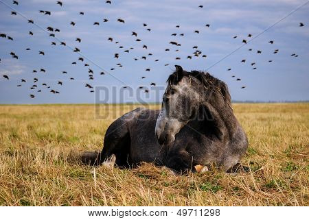 Horse resting in a field
