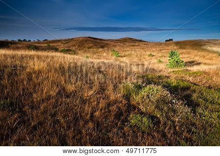 Heather Flowers On Hills