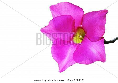 Flowering Bright
