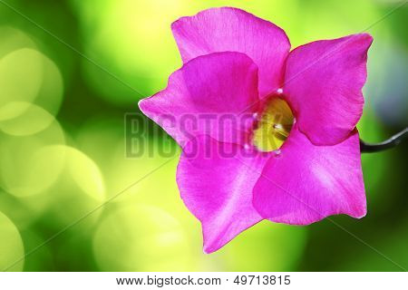 Pink Dipladenia