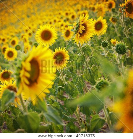 Girasoli