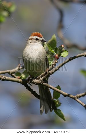 Schwirrammer (Spizella Passerina)