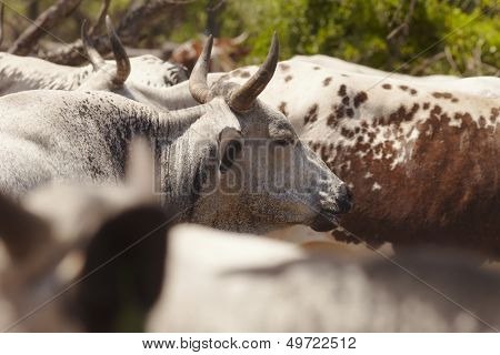 Herd of nguni cattle