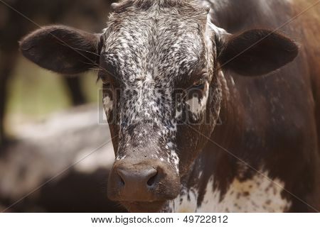 Herd of nguni cattle