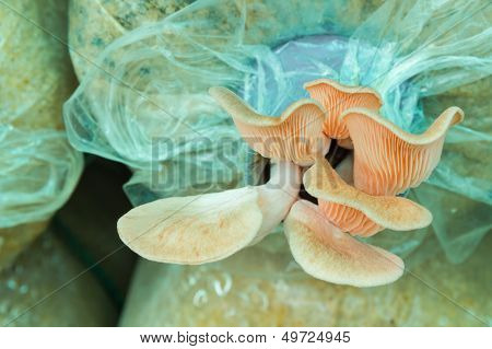 Pink Mushroom