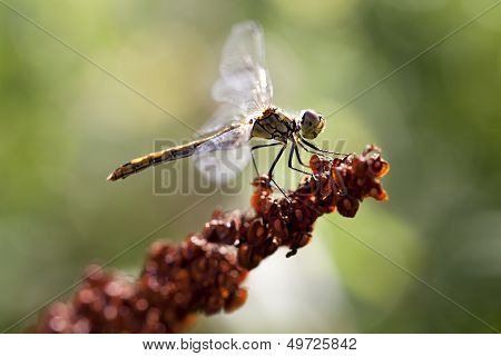Common Darter - Sympetrum vulgatum