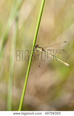 Emerald Damselfly - Lestidae