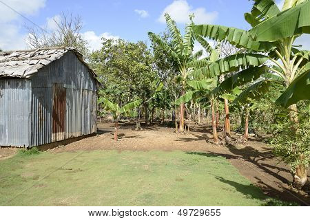 Old Metal Shed In Tropics