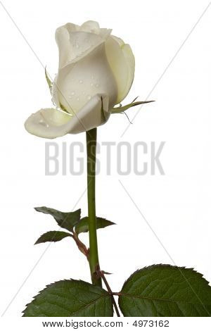 White Rose