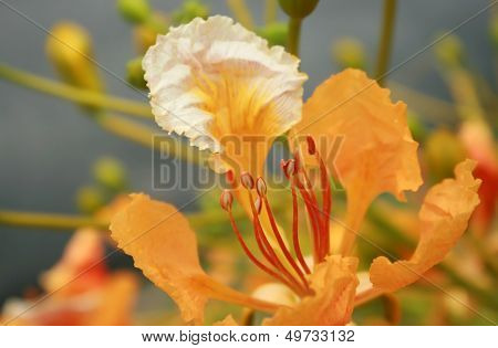 Peacock Flowers