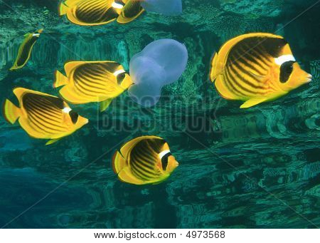 Raccoon Butterflyfishes And Jellyfish