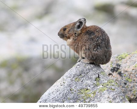 American Pika Profile