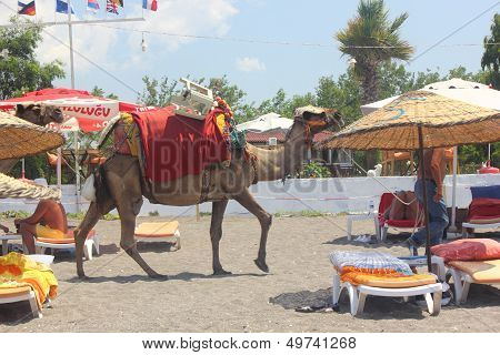 Camels walking along the beach