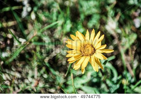 Isolated yellow wild daisy
