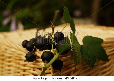 Black Currants And Wicker Basket