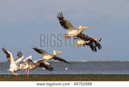 Group Of Pelicans Taking Flight