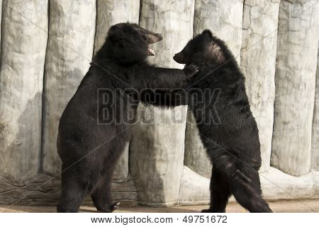 American Black Bear Fighting
