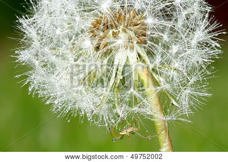 Dandelion In Close