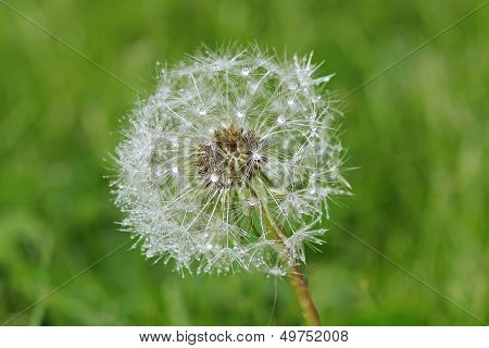Dandelion In Close