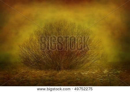 Shrub In The Fog