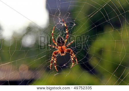 Spider Macro