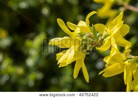 Yellow Macro Plant