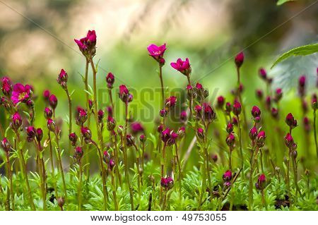 Red Flowers Macro