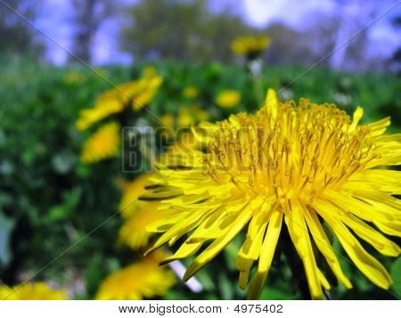 Dandelion