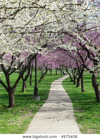 Red And White Buds Over Path