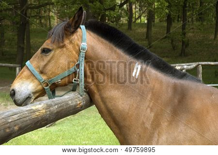 Horse head