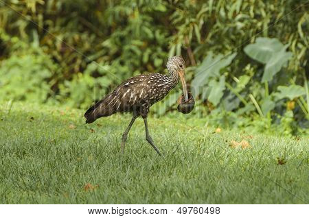 Limkin Water Bird (aramus Guarauna)